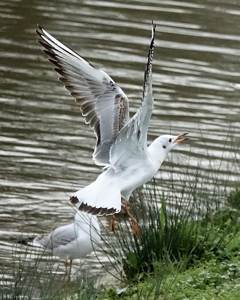 black-headed gull